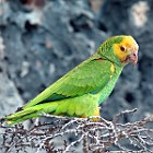 Bonaire Parrot II